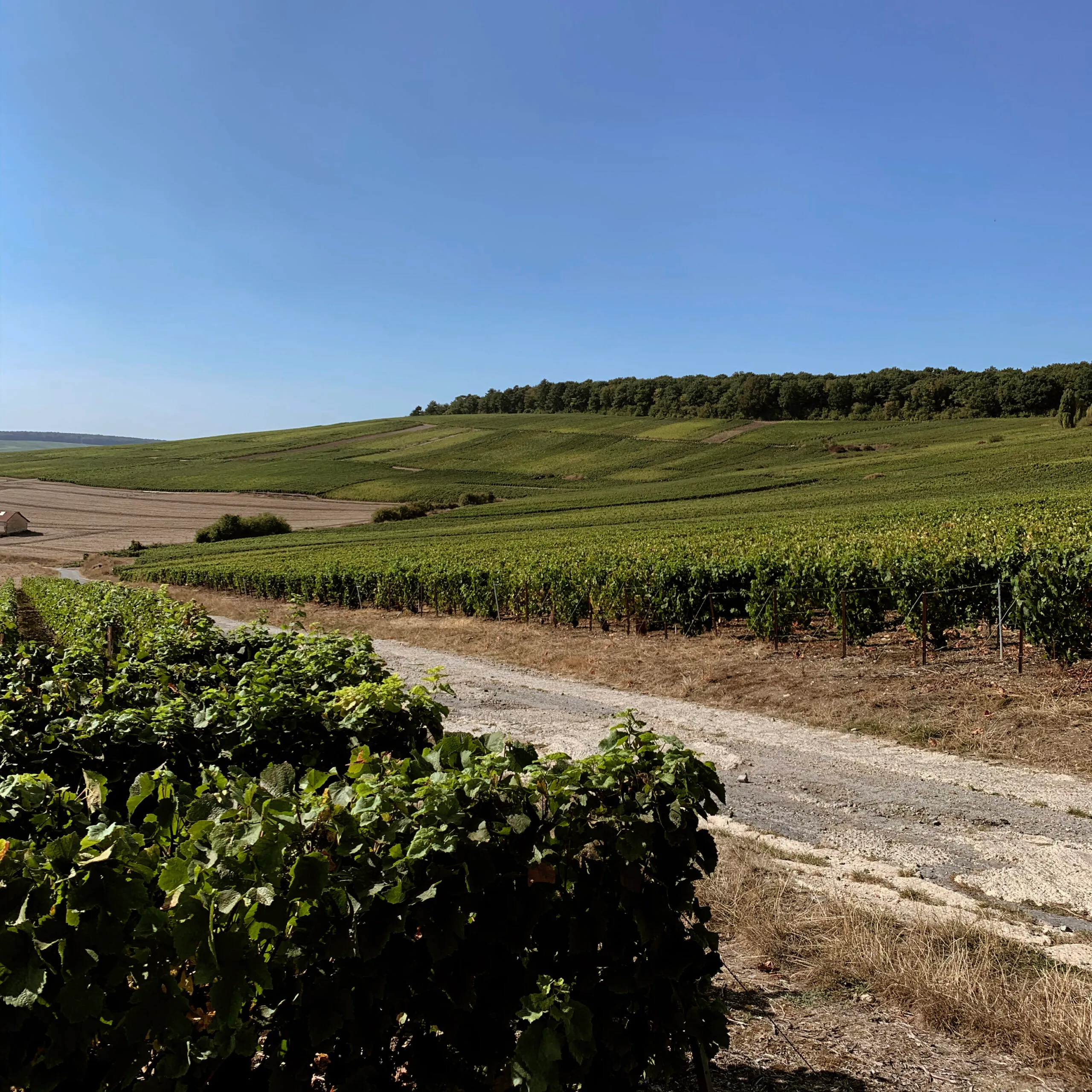 Chemin de craie le long des rangs de vigne, en été