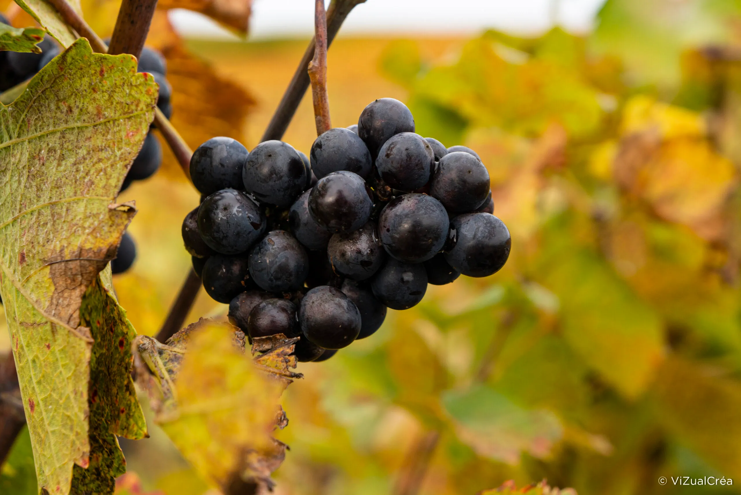 Grappe de raisin noir mûr entre les feuilles de vigne