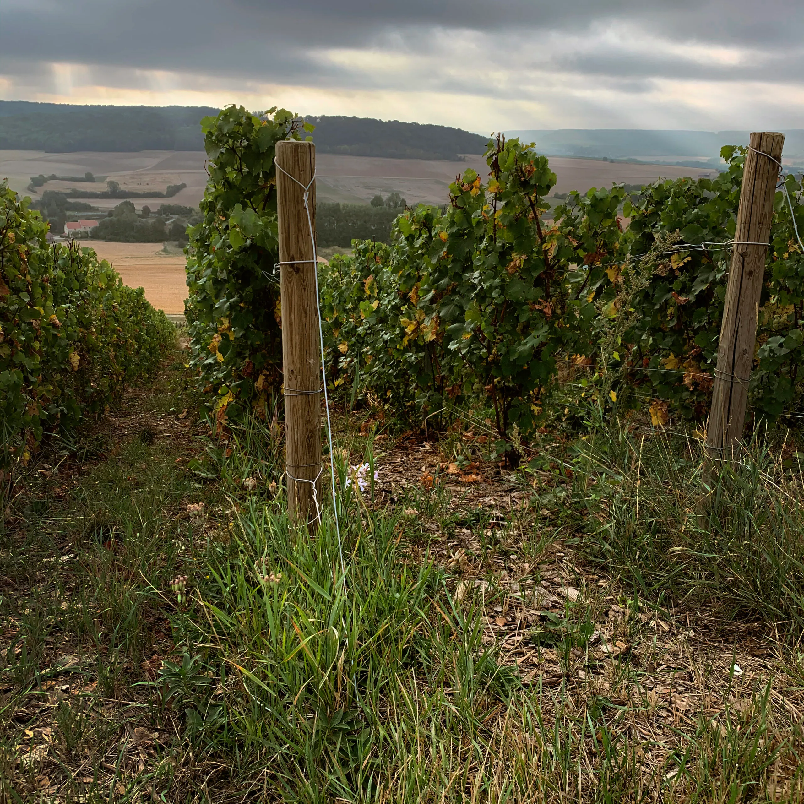 Rang de vieilles vignes entre deux piquets de bois, sur un coteau