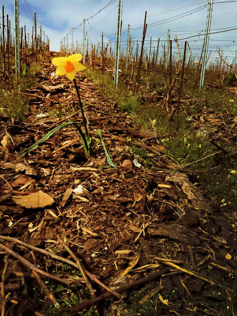 Jonquille au pied d’un rang de vigne taillée, au printemps