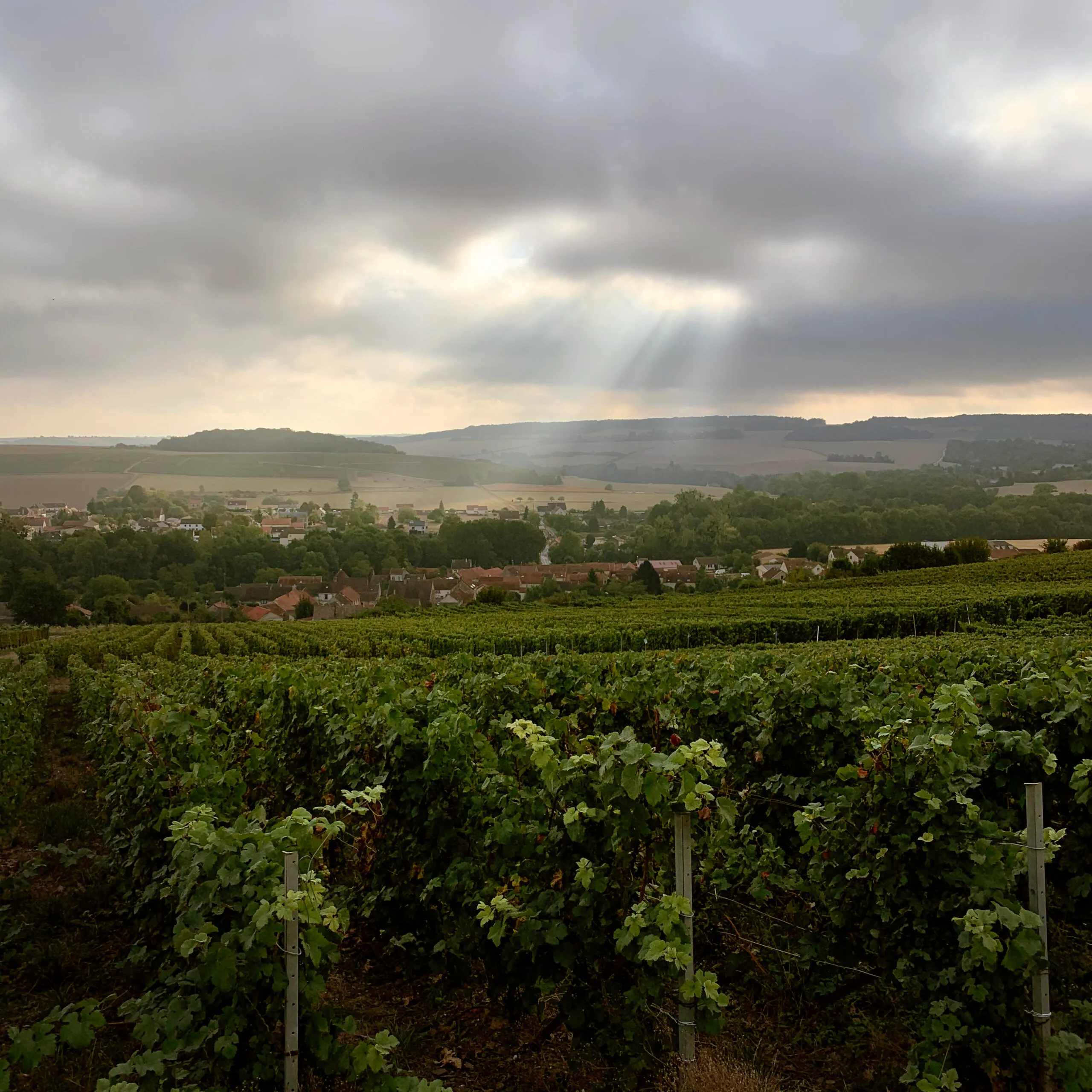 Rangs de vigne de Passy-Grigny, le village dans la vallée en contrebas