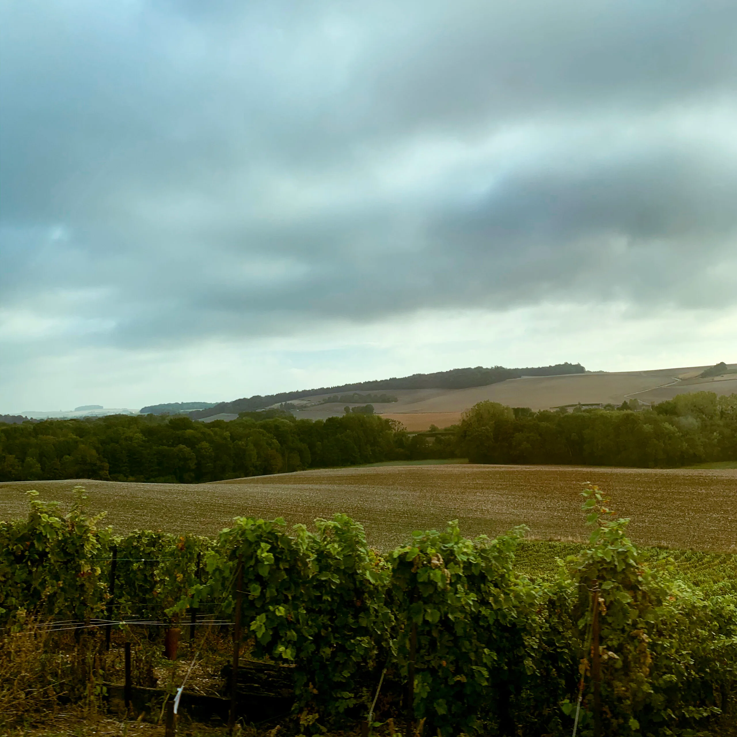 Rangs de vigne sous un ciel bleu nuageux, collines de la Vallée de la Marne à l’horizon